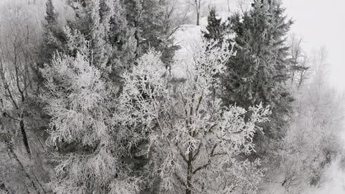 Aerial dolly forward over top of a winter forest with poplar and ever green trees during soft snowfa