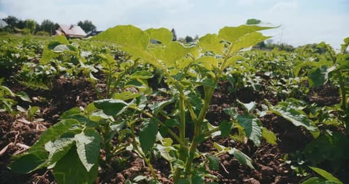 Healthy Potato Seedling in the Agricultural Field