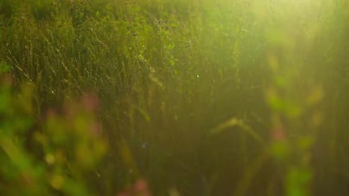 A gentle breeze sways flowers and grass in a vast field at sunset, casting a golden glow over the la