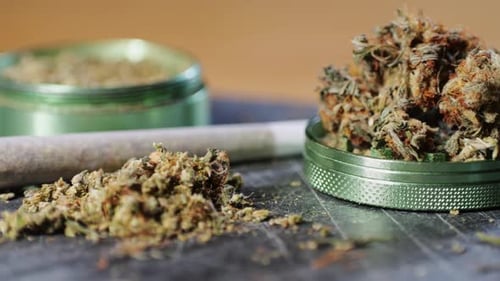 Medical Marijuana Bud Flowers of Cannabis with Big Joint and Grinder and Shredded Cannabis THC CBD