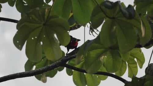 Back View of Swainson's Toucan On Forest Tree In Costa Rica. low angle shot