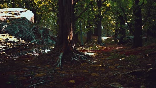 Tree Roots and Sunshine in a Green Forest