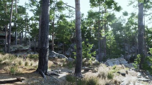 Tall Pines and Rocky Terrain in a Sunny Lush Forest Landscape