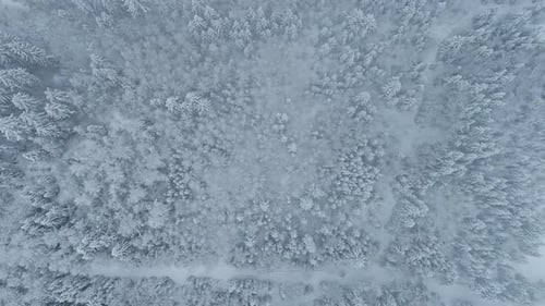 Overhead View Of Dense Forest With Trees Covered With Snow At Winter. - aerial