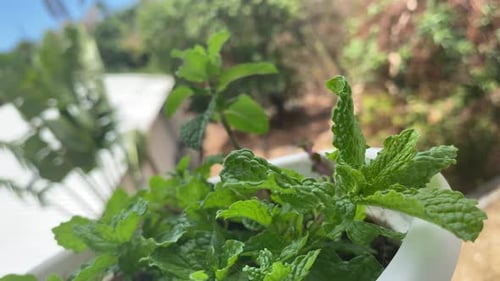 Background of Mint leaves moving with wind angle 1