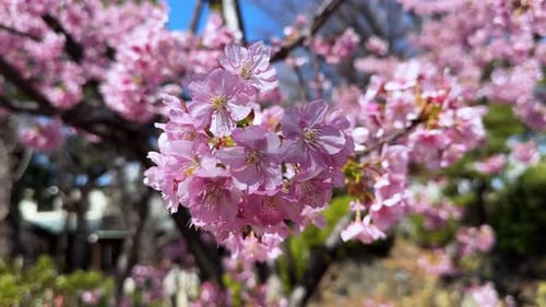 Cherry blossoms in full bloom against a blue sky in a peaceful springtime garden