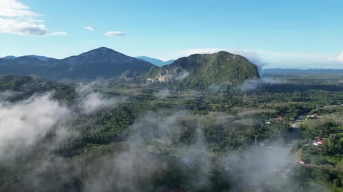 Bird's-eye view of tranquil beauty of plantation in soft morning light
