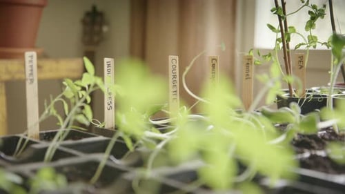 Young Seedlings Growing in a Tray Indoors