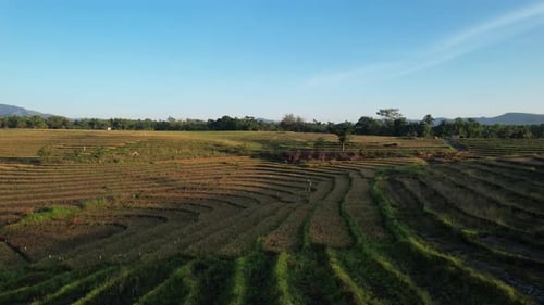 Drone view of golden rice fields in rural Indonesia