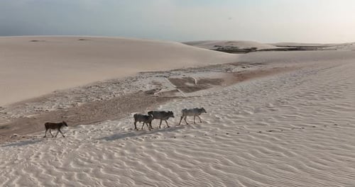 Cattle walking across vast Lencois Maranhenses dunes in Brazil under serene skies
