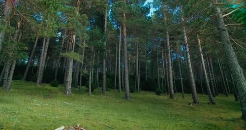 Overlooking Forest with Pine Trees and Green Grass Meadow on Hike Journey