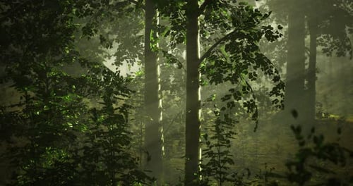 Light Filtering Through Trees in a Serene Forest Setting at Dawn