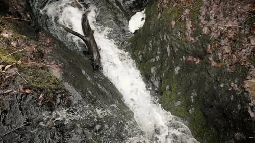Rushing white waterfall, river flow under mossy tree, top down slow motion
