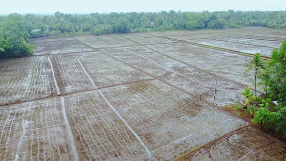 Rice cultivation in Kerala, India, Paddy field Land Preparation areal ...