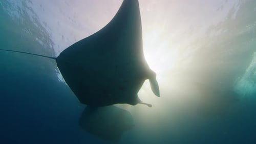 Manta Rays Swimming Underwater in Ocean Environment