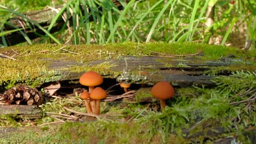 Fauna im Wald
