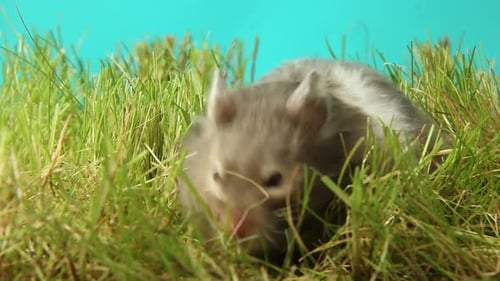 The Hamster Washes and Eats on the Green Grass A Rodent is Gnawing a Nut