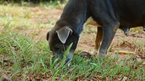 Lonely Stray Dog Brown and White Abandoned on a Grassy Field