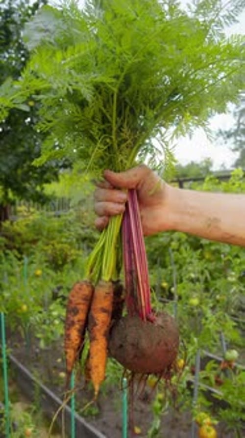 Individual Displays Fresh Carrot and Beet with Leaves Holding Root Vegetables Still Covered in Soil