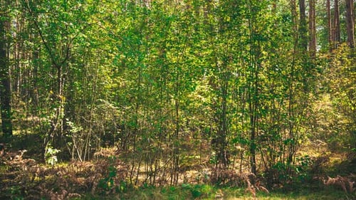 Autumn Mood Timelapse Summer Autumn Forest Transition Season Change Concept Forest Shrubs Green