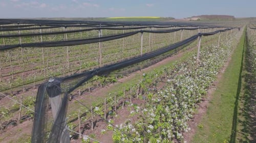 Floraison printanière des pommiers