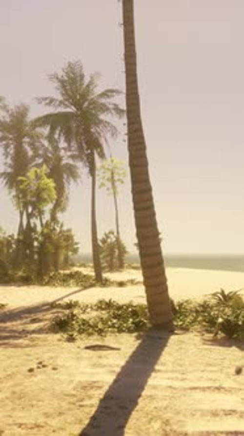 A Beach with Palm Trees and the Ocean in the Background