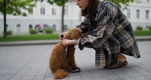 Happy Brunette Girl Puts a Collar on Her Brown Dog with Curly Hair While Walking in the Park