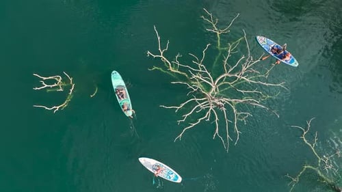 Vista aérea: praticantes de remo deslizam por águas esmeraldas emolduradas por montanhas e árvores secas surreais