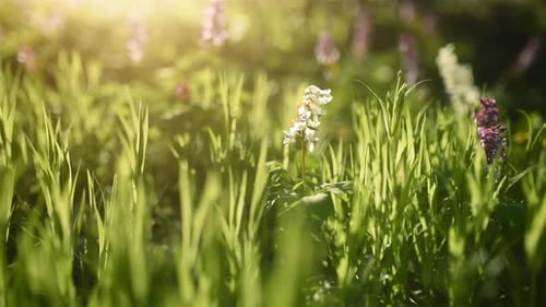 Close up focused view of green grass and flowers in bloom. Summertime bloom