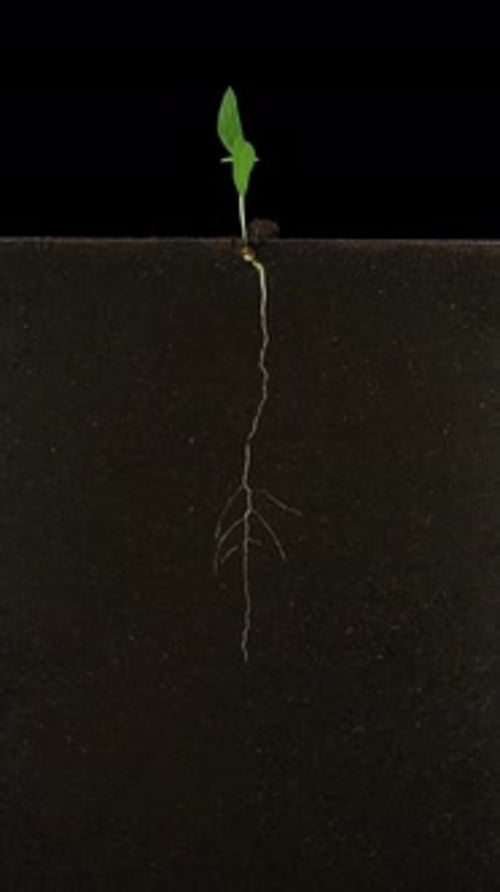 Seed Germinating Into a Plant Time Lapse