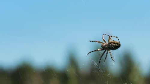 Spider Wrapping Prey in Silk on Web