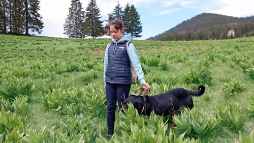 Closeup of Dog of Rottweiler with Collar and Leash Sits Near His Unknown Mistress on Meadow with