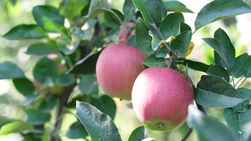 Two Red Apples on a Branch of an Apple Tree in the Garden