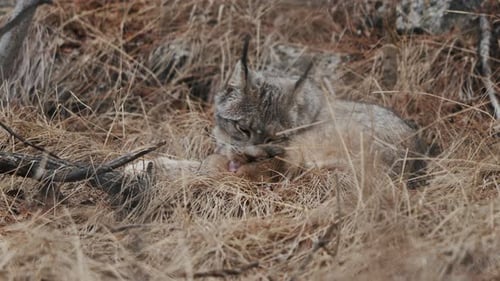 View Of A Canada Lynx Grooming - Close Up