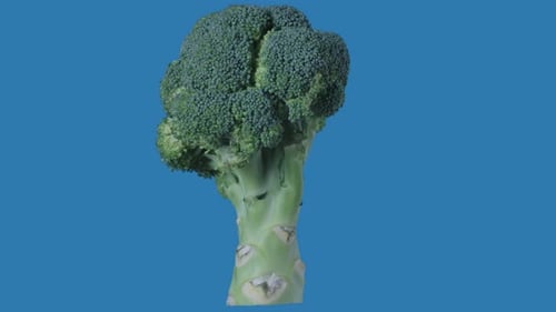 Healthy Food Advertisement Creative Concept Closeup Shot of Green Broccoli Sprig Rotating Suspended