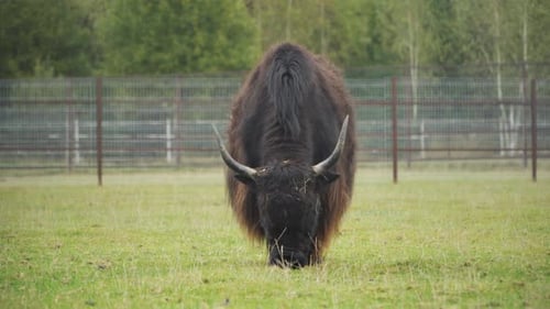 Tibetischer Yak isst Gras auf Berggipfelwiesen