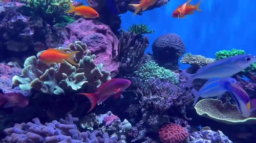 Aquarium de poissons tropicaux lumineux et coloré plein de vie et de mouvement.
