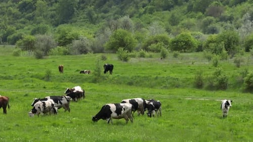 Luftaufnahme von Kühen, die Gras in einer Schlucht von River Raut in Moldawien fressen