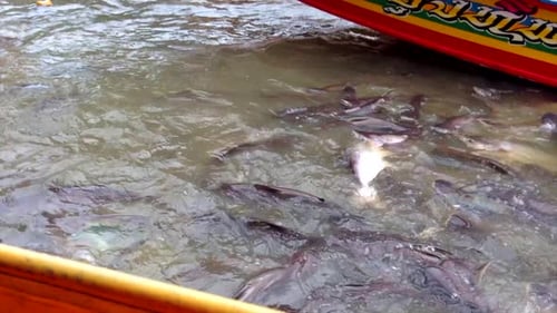 Roiling catfish being fed in a feeding frenzy Chao Phraya River Canal, Bangkok, Thailand between cla