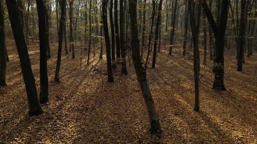 Sunny Day in a Forest in Autumn 46