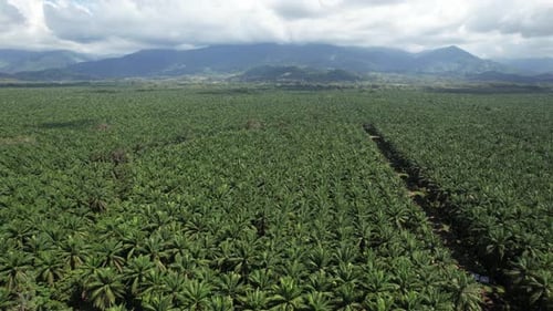 Palm Trees in Costa Rica 4k