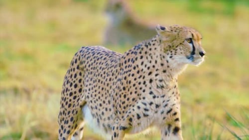 In die Wildnis: Eine Panoramaaufnahme eines majestätischen Leoparden in Khwai 4k