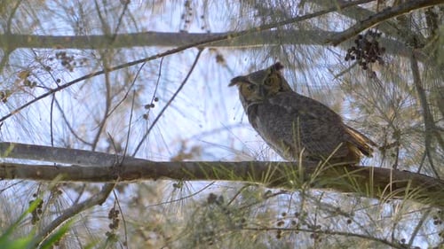 Great Horned Owl Perched on Australian Pine Branch