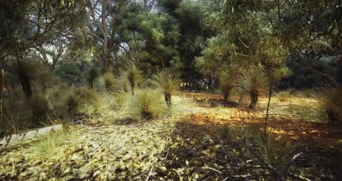 Sunlit Path Through the Dense Australian Bushland During Midday