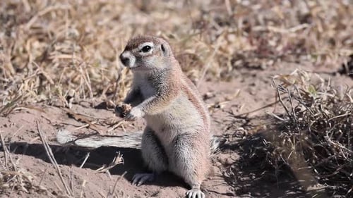 Ground squirrel standing on feet and sniffing at Central Kalahari Games Reserve. Botswana.