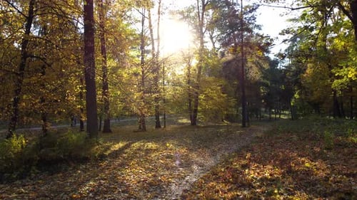 Flying in Autumn Park Between Tree Branches with Yellow Leaves on Sunny Autumn