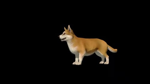 Corgi Dog Idle Loop