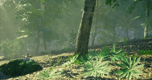 Forest Landscape with Greenery and Dappled Sunlight Filtering Through Trees