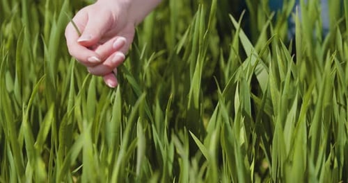Female Farmer Checks Quality of Wheat During Early Growth