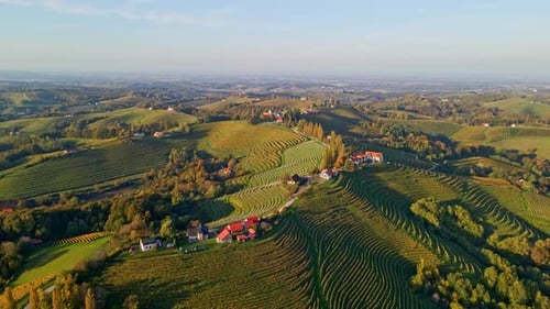 Golden Hour Over the Rolling Green Vineyards and Rural Hills